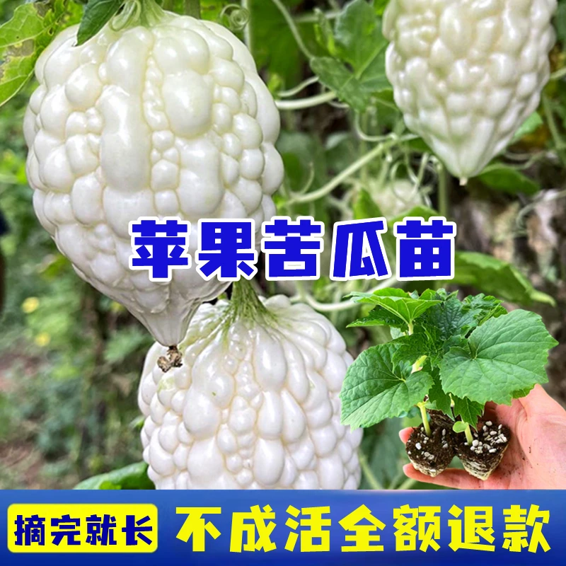 苦瓜瓜苗秧苗蔬菜苗种子苗原土高产特大盆栽早熟苹果白玉苦瓜幼苗