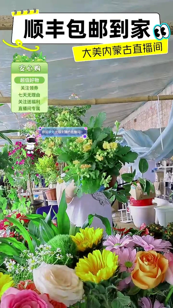 完全开放橙色长寿花顺丰包邮