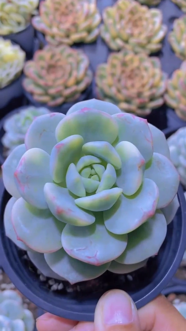 A796-香草锦带盆土（量拍）