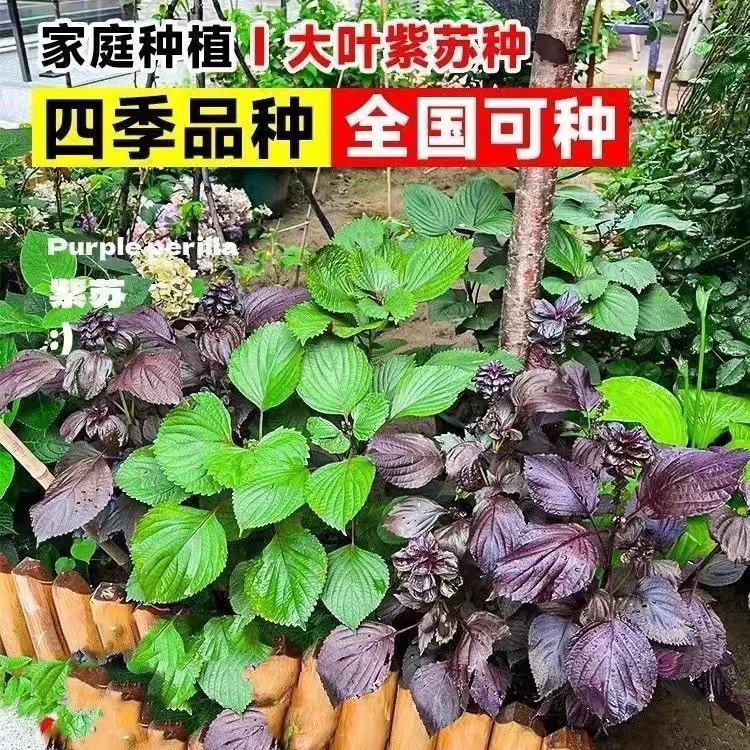 食用大叶紫苏种子耐高温四季播蔬菜种子阳台室内盆栽蔬菜紫苏种籽