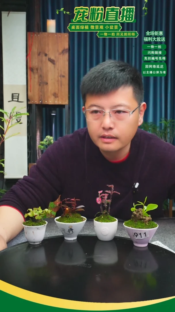 无花朵秋**澹苔藓微景观911号