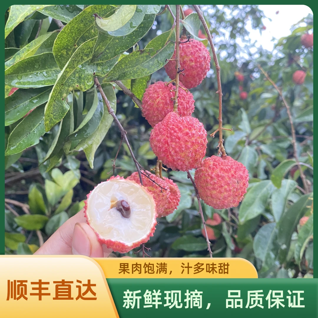 正宗广西灵山老树桂味荔枝现摘新鲜应季水果顺丰冷链包邮果园直达
