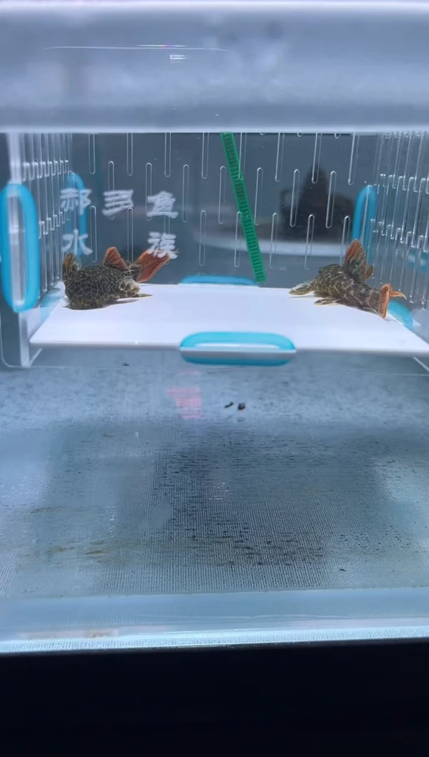 清道夫辉**泰6+不包入缸损 瑕疵74