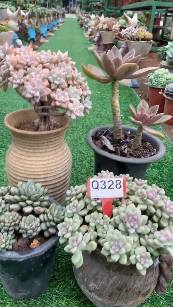Q328多肉组合默认脱土发货