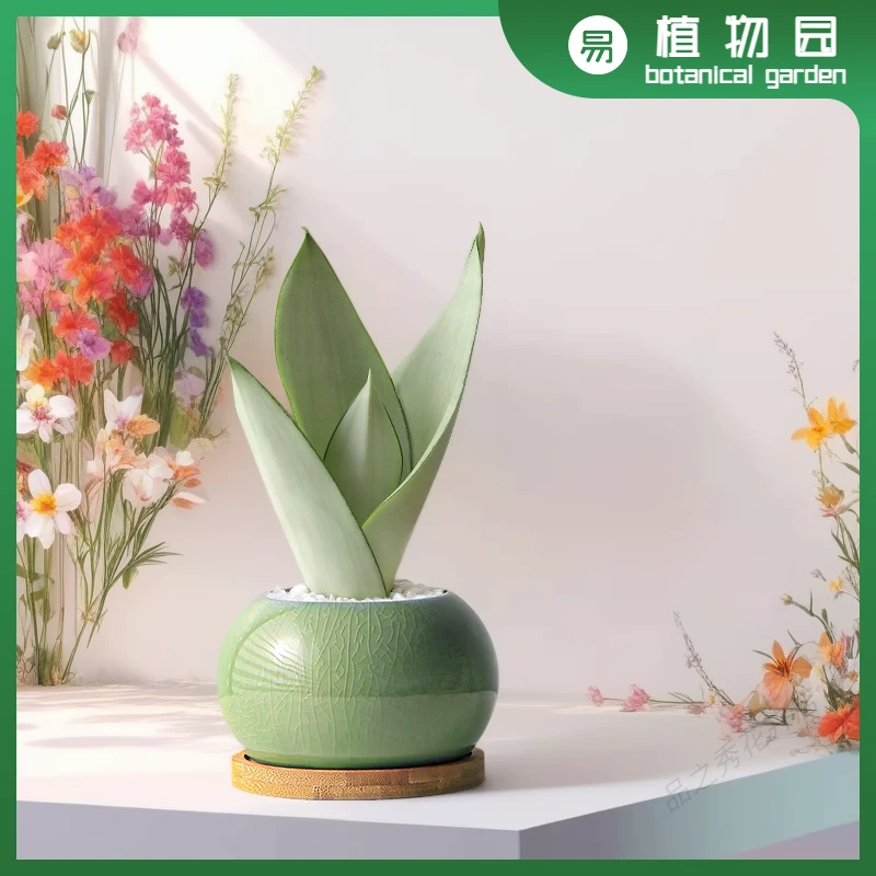 白玉虎皮兰盆栽办公室内桌面小绿植净化空气工位解压植物懒人好养