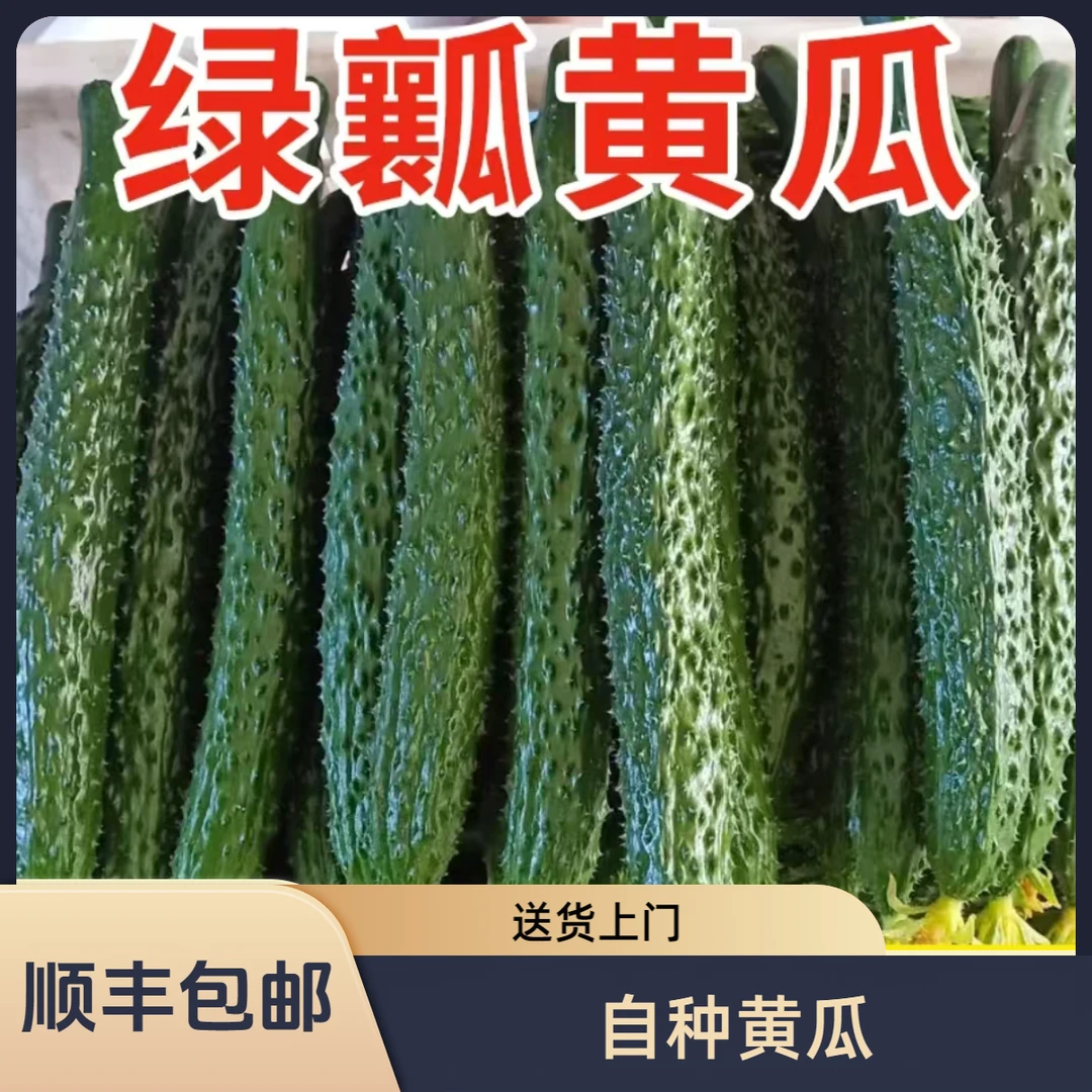 新鲜黄瓜当季农家自种清甜清脆爽口原产山东现摘现发