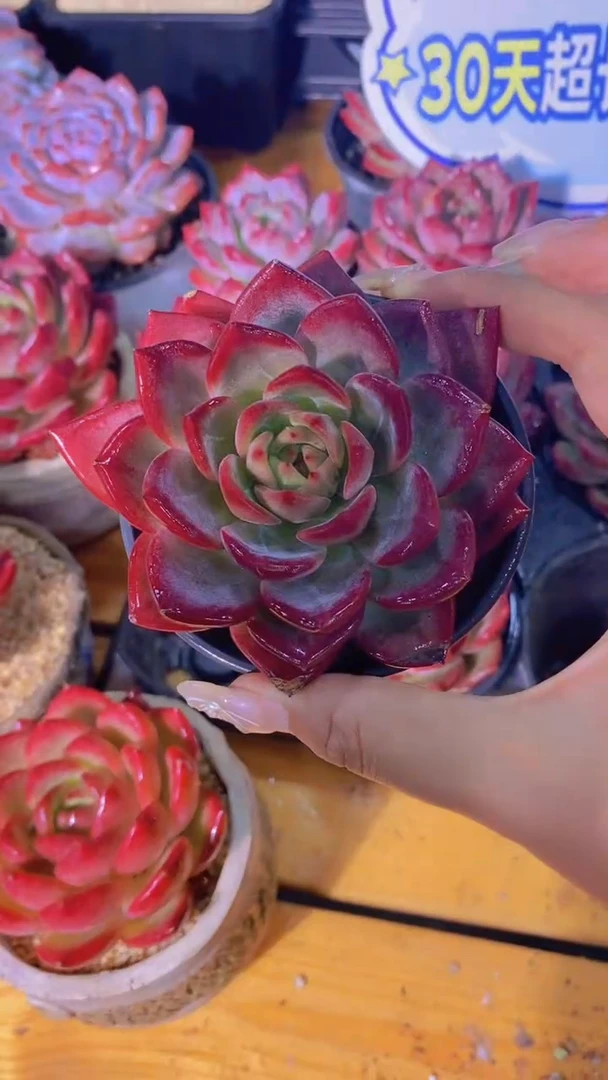 B85-夜魔侠大单头8cm（量拍）