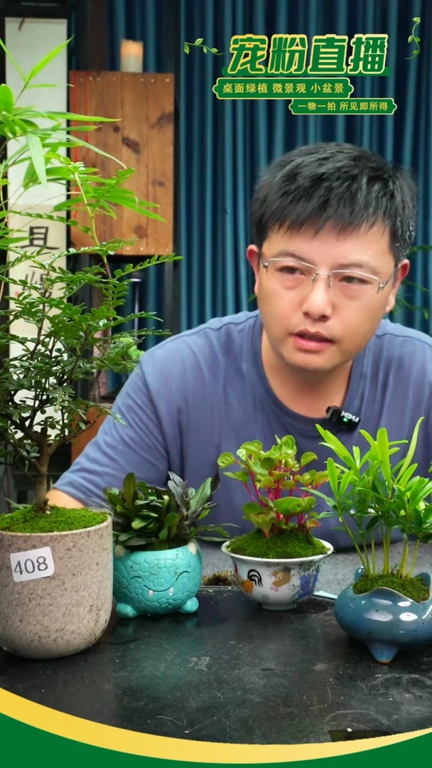 无花朵归*苔藓微景观408号