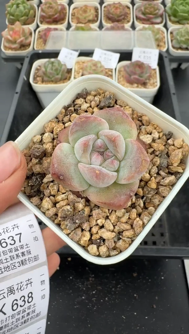 636K云禹多肉植物 带盆土纸巾打包 当天拍3颗包邮