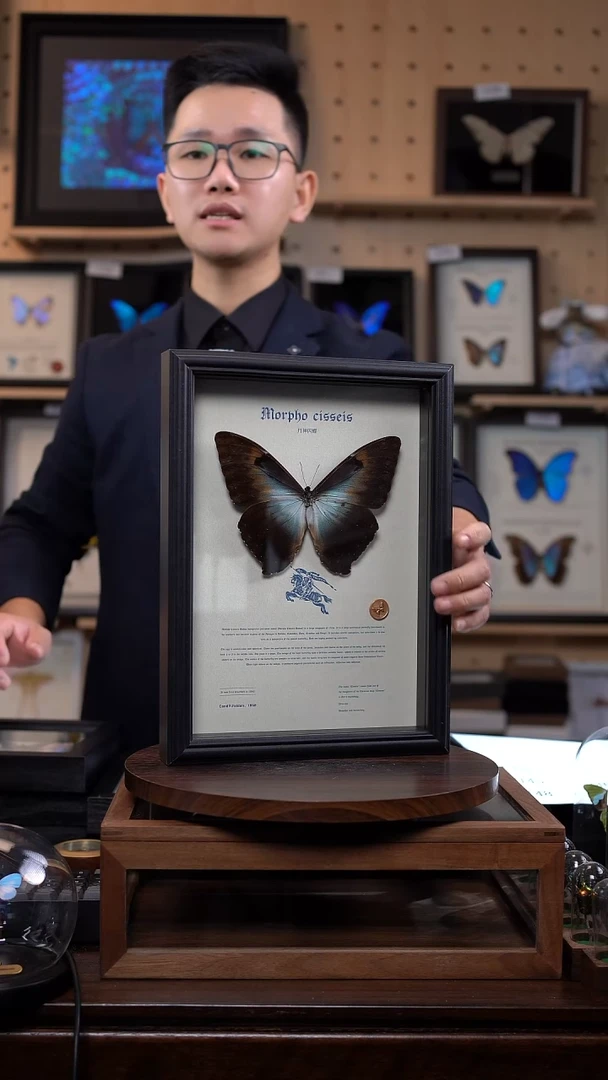 蝴蝶标本摆件竞拍月神G亚F141