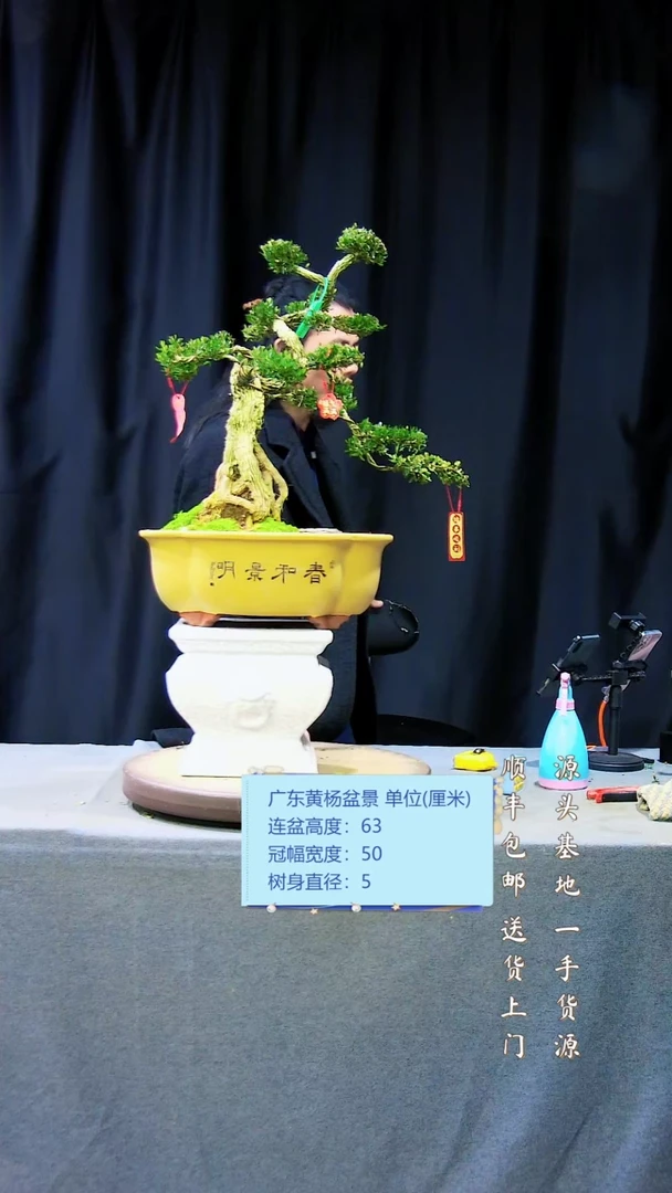 【闪购商品】雀舌黄杨盆景雀舌黄杨盆景