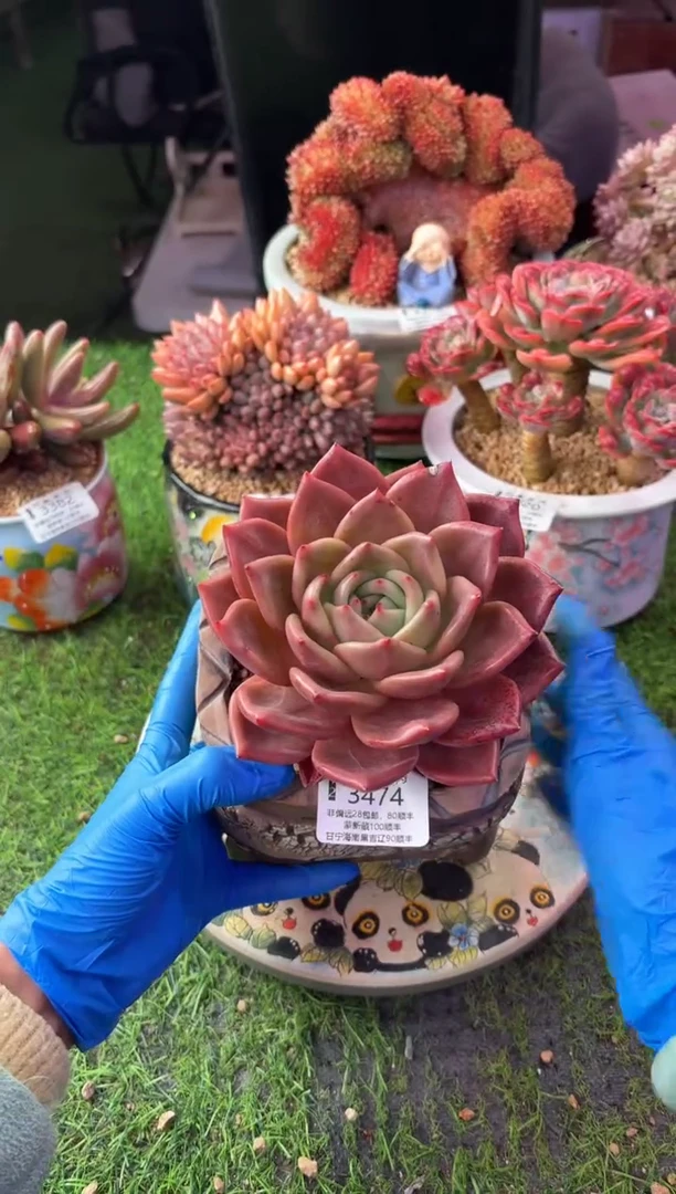 昆明印象多肉3474