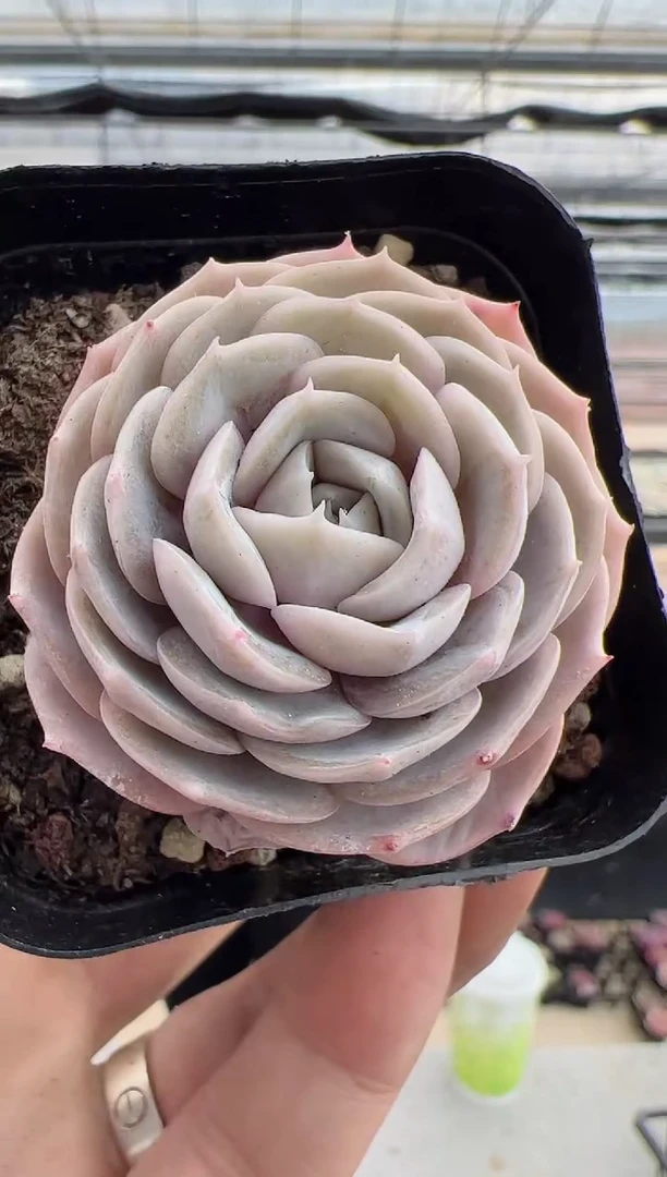 【闪购商品】蓝星-2