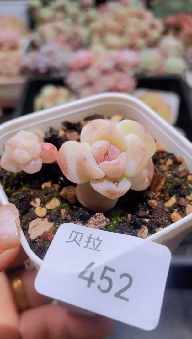 【闪购商品】452石化溏心冰玉