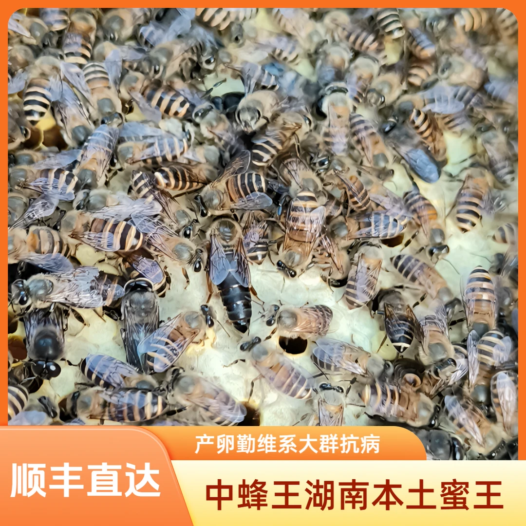 中蜂产卵蜂王高产繁殖蜜蜂湖南中蜂王产王处王交尾产仔蜂王 王笼