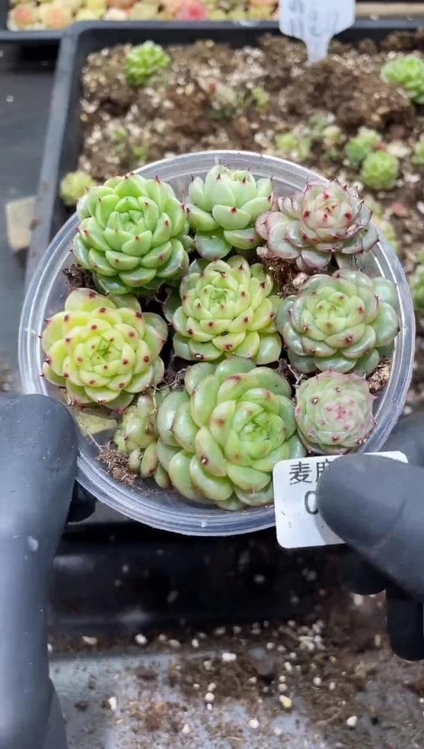 065翡皇37      量拍