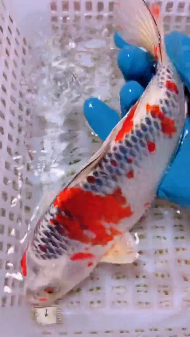 锦鲤冷水观赏鱼全场包邮21