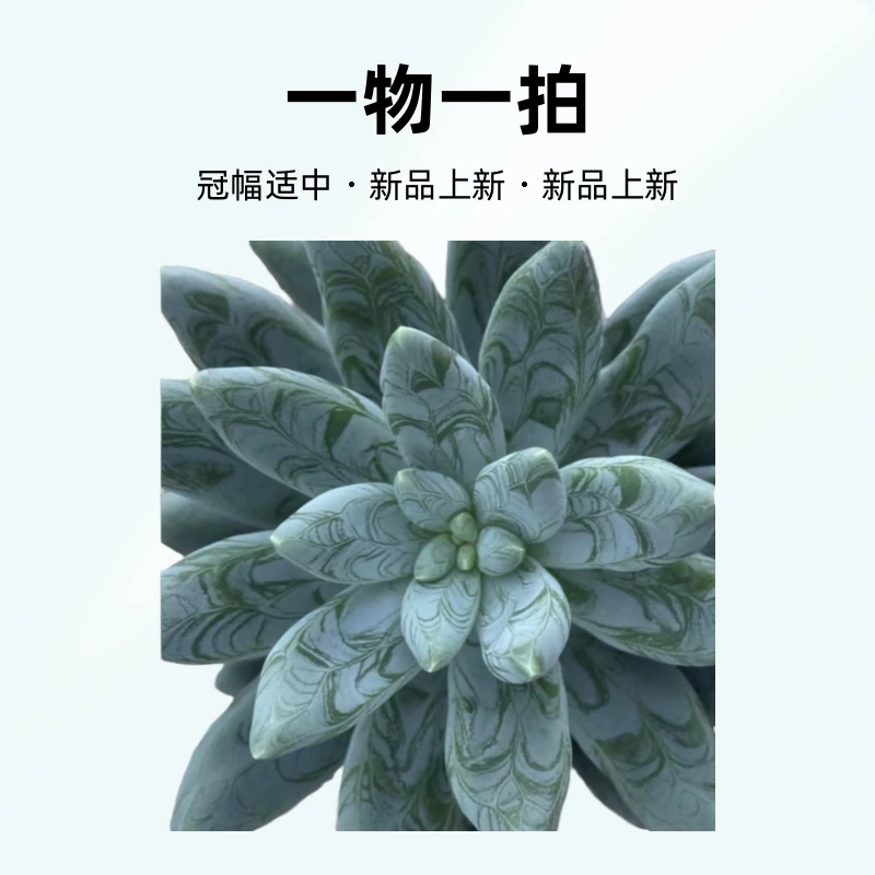 素玖多肉一物一拍链接