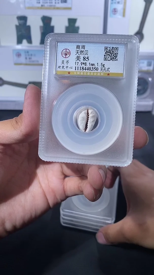 【闪购商品】金琪珍天然贝一枚