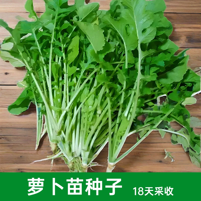 速生萝卜苗种子专吃萝卜缨子菜菜园阳台盆栽蔬菜种子