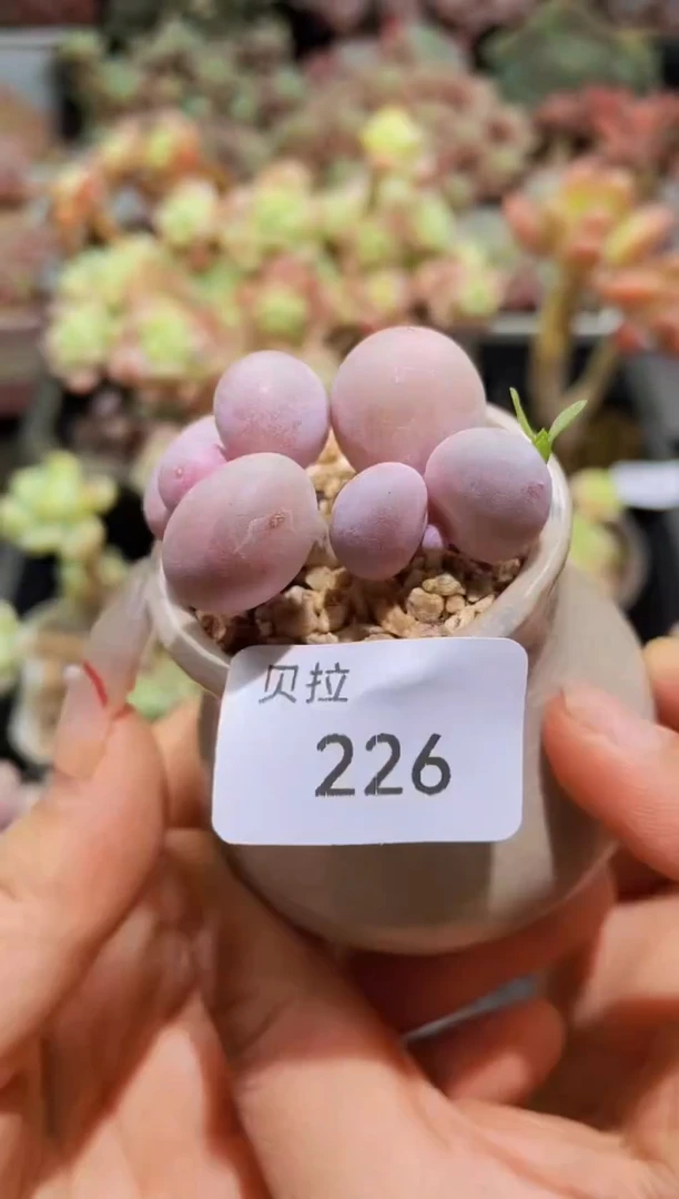 【闪购商品】226蛋黄奶