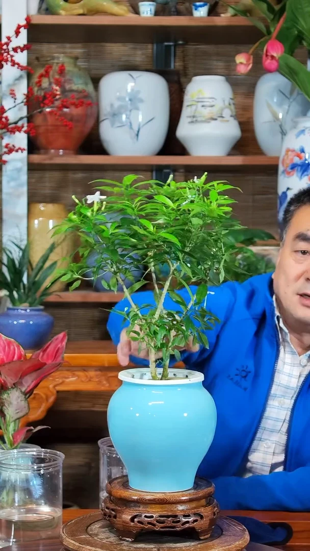 全部花苞波****花 水之韵水培风车茉莉
