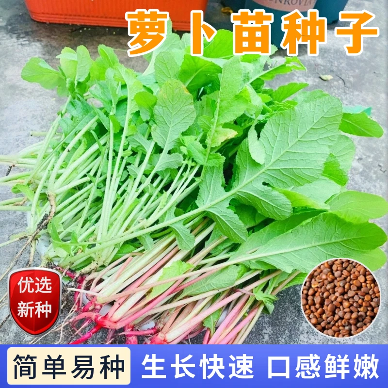 【全店满5包包邮】萝卜苗种子专吃苗的芽苗菜小青菜四季蔬菜籽盆栽