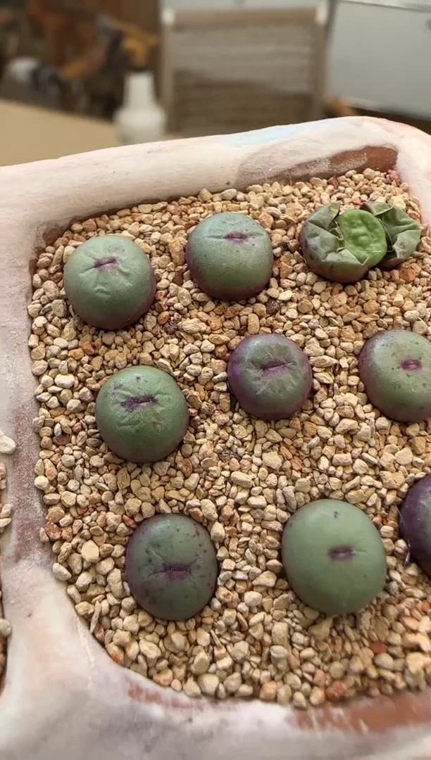 【闪购商品】22-13红嘴1380b一颗