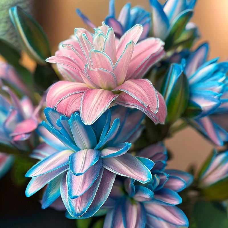 源头重瓣极光百合一单圆通任意两单顺丰京东发货后不支持退款