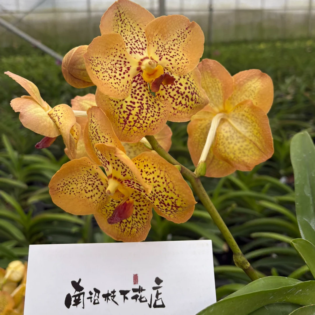 【南诏二级】 泰国 狄龙万代兰，色彩温暖而明亮，大花，开三季花期长