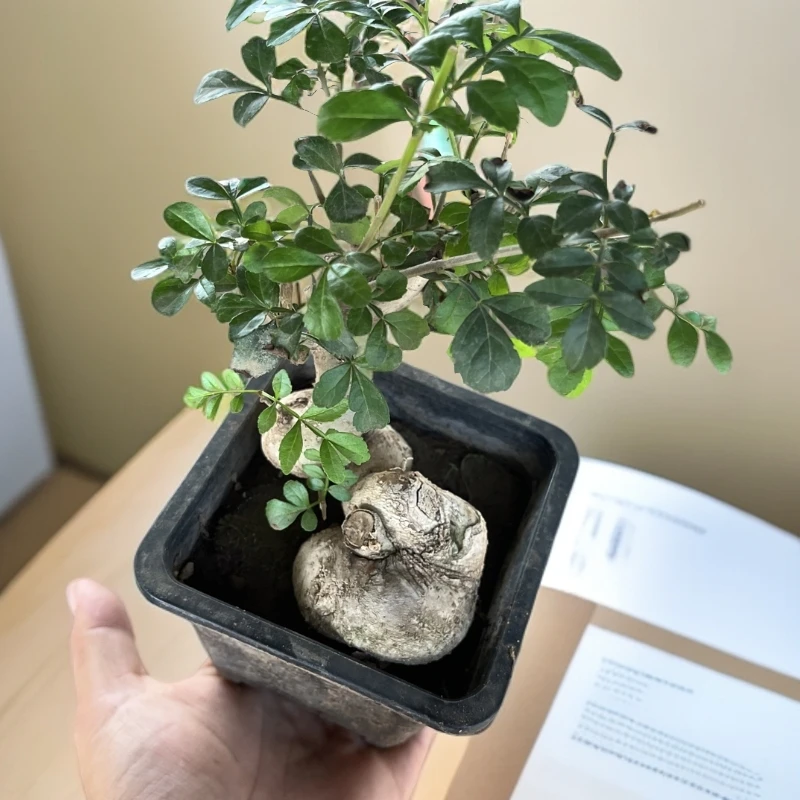 微型对节白蜡创意造型带土小盆景趣味易上手可练手