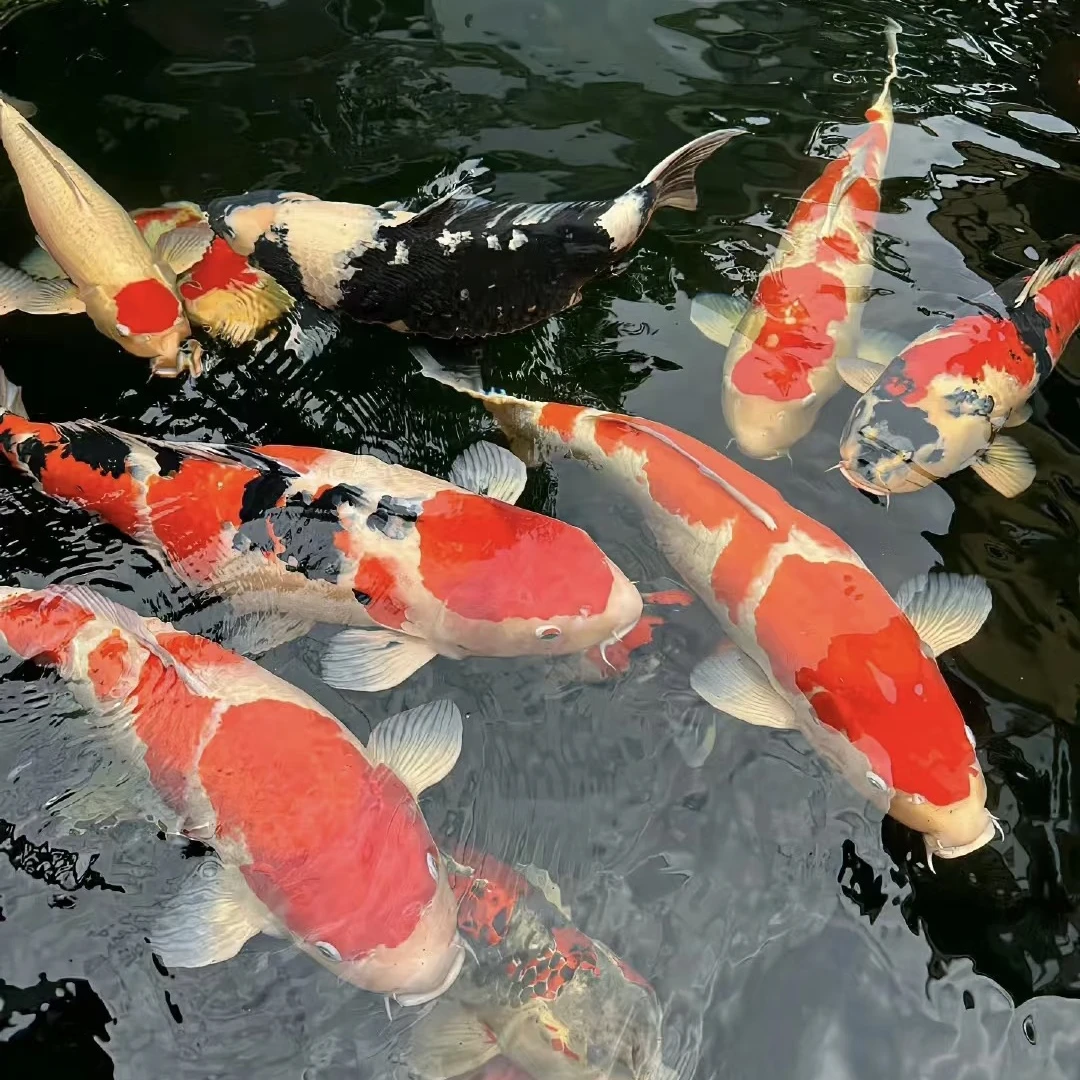 【七条】直播间福利锦鲤皮鲤德系龙鱼观赏鱼冷水鱼淡水鱼活体包邮