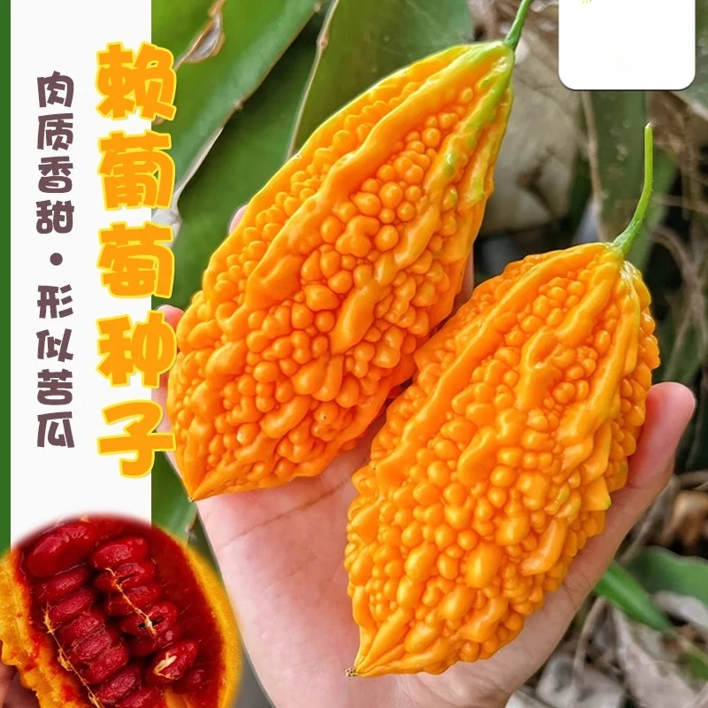 可盆栽赖葡萄小濑瓜种子金铃子癞瓜黄金苦瓜庭院阳台南北方可种