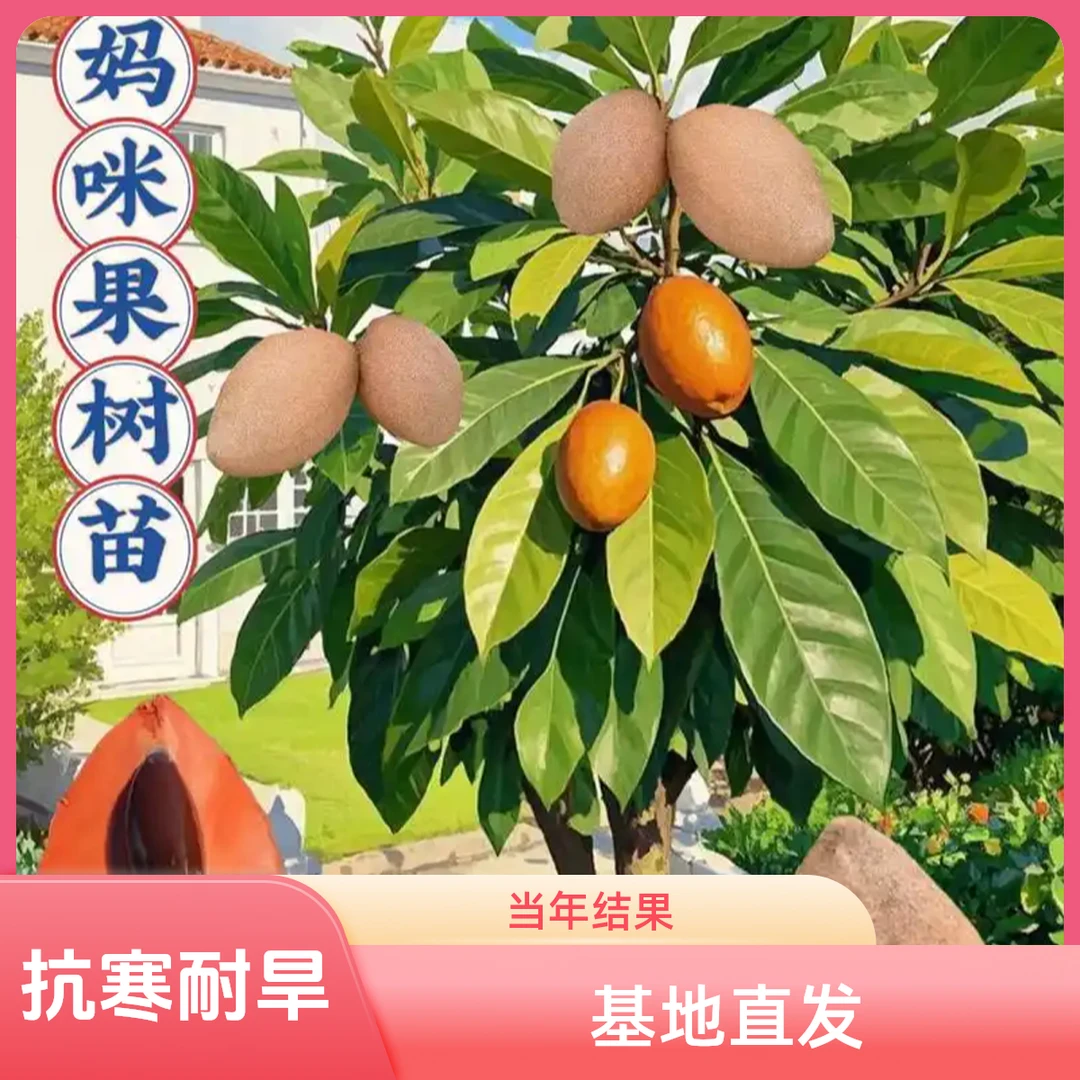 a妈咪果树苗马加纳抗寒品种四季南方种植盆栽庭院阳台马梅果苗