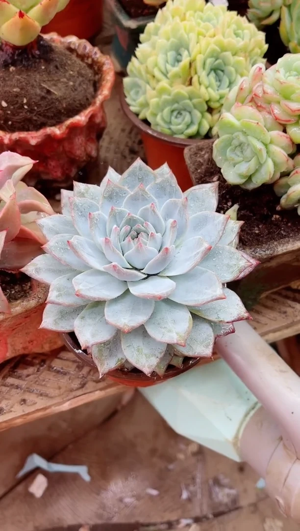 啊*姐16056多肉植物一物一拍