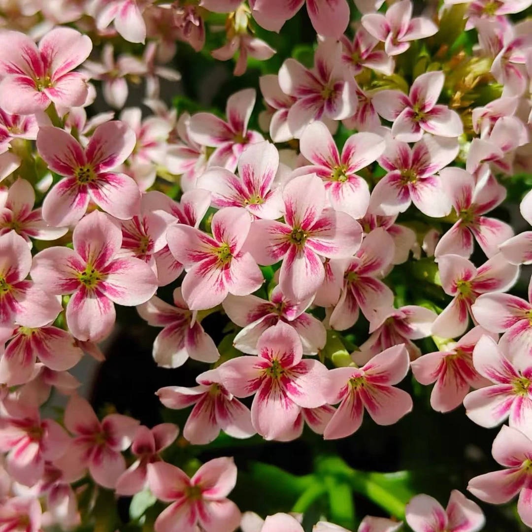 史莱克【直播展示为准，120盆】美观淡雅带花苞鲜花客厅发货长寿花