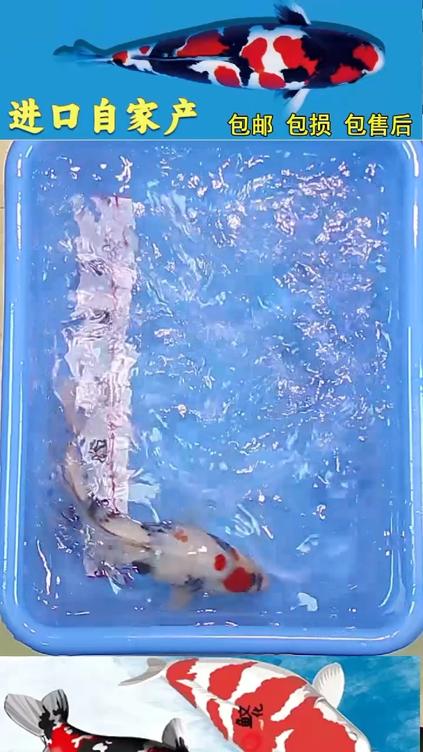 锦鲤2025/12 /28悦鲤阁甄选锦鲤--64