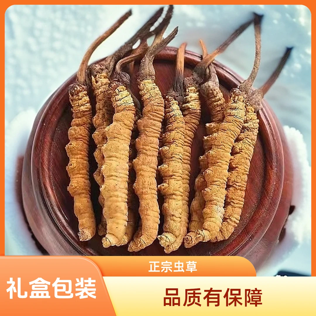 50根一盒【送礼送长辈】盒装虫草高海拔精选饱满泡酒冬虫夏草