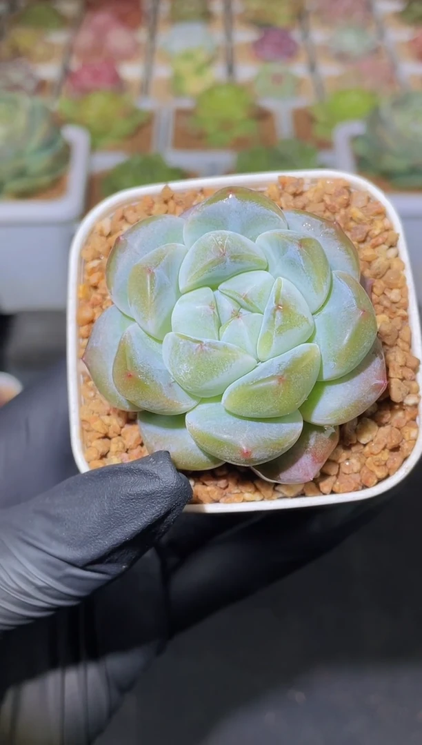 闪购2550  梦玉多肉一颗   4.5厘米