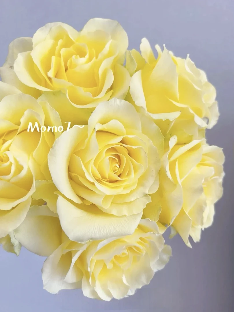 黄玫瑰鲜花洋桔梗浪漫沙滩20枝两支防损三国花欢乐颂故事花语