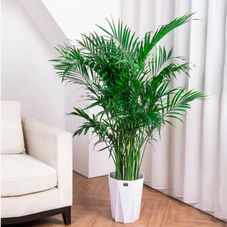 【1.1-1.2米】富贵椰子绿植净化空气室内绿色美观盆栽