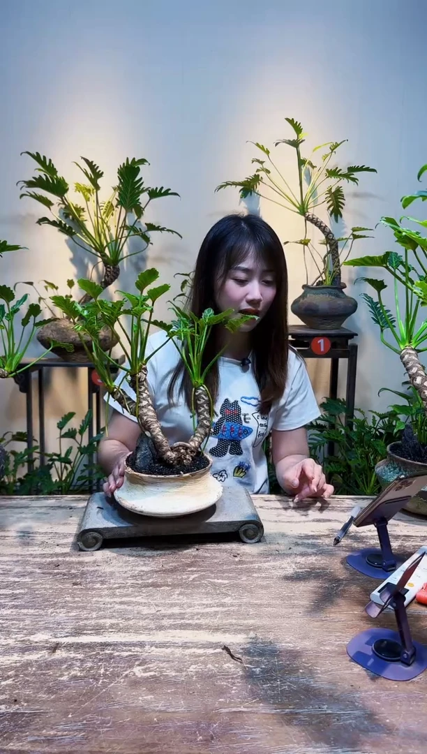 无花朵恩*龙鳞小天使168