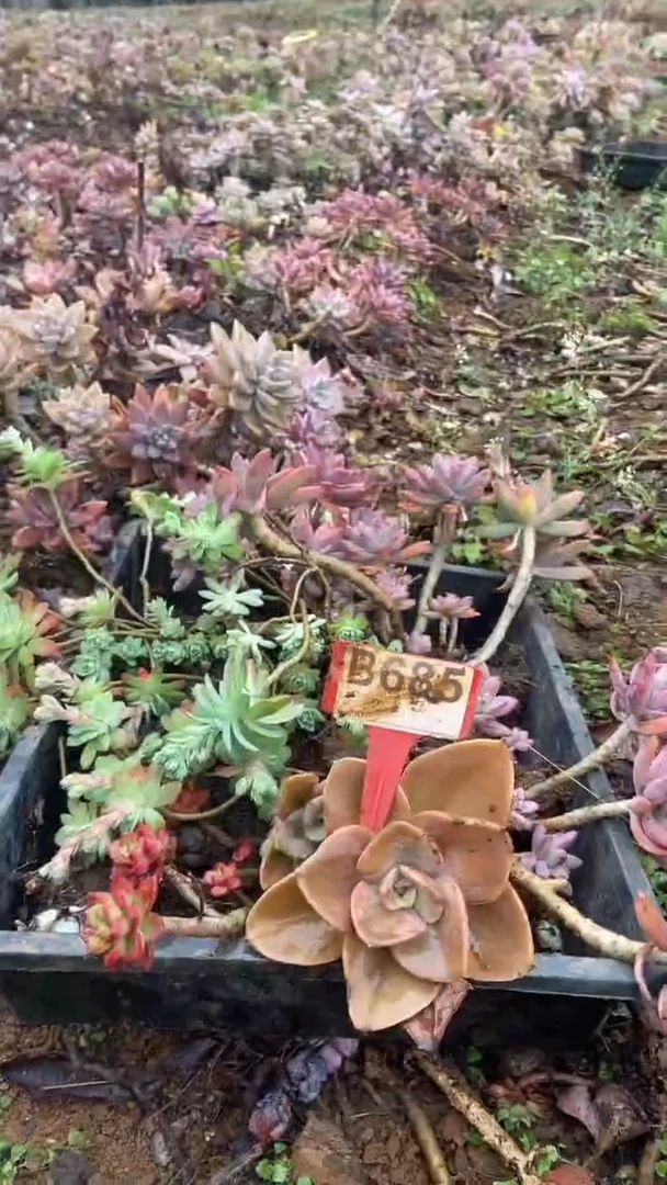 【闪购商品】B685清风花木兰多肉组合