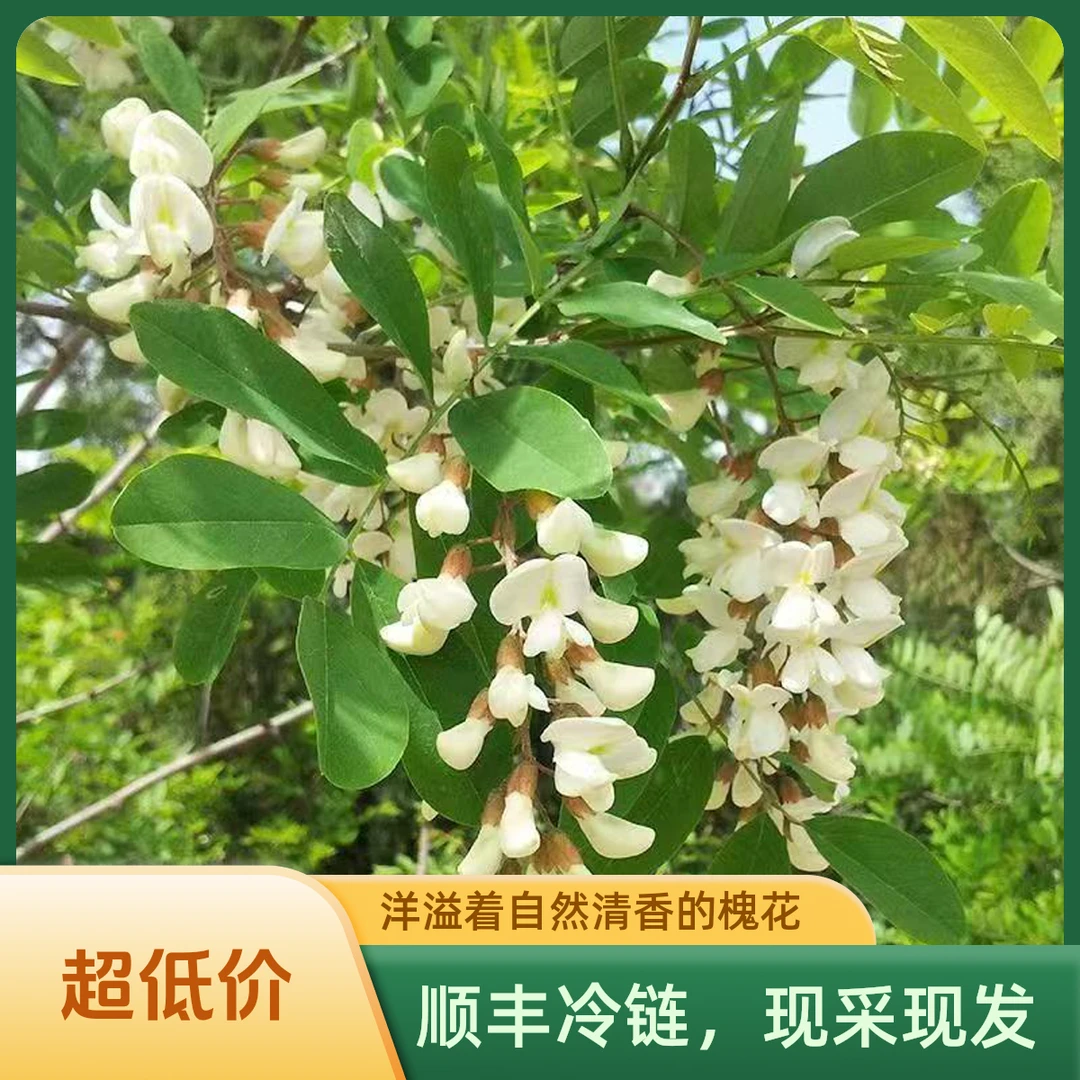 2025新鲜洋槐花秦岭野菜应当季时令蔬菜农家野生净菜刺槐树花骨朵