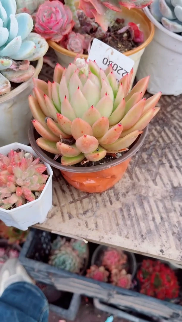 媛***雲跃跃精品多肉22030