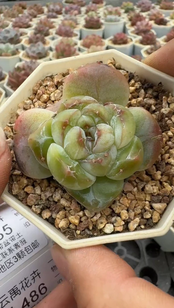 463N带盆土发(6.5cm杯） 当场拍3颗以上包柚 多肉植物 一物一拍