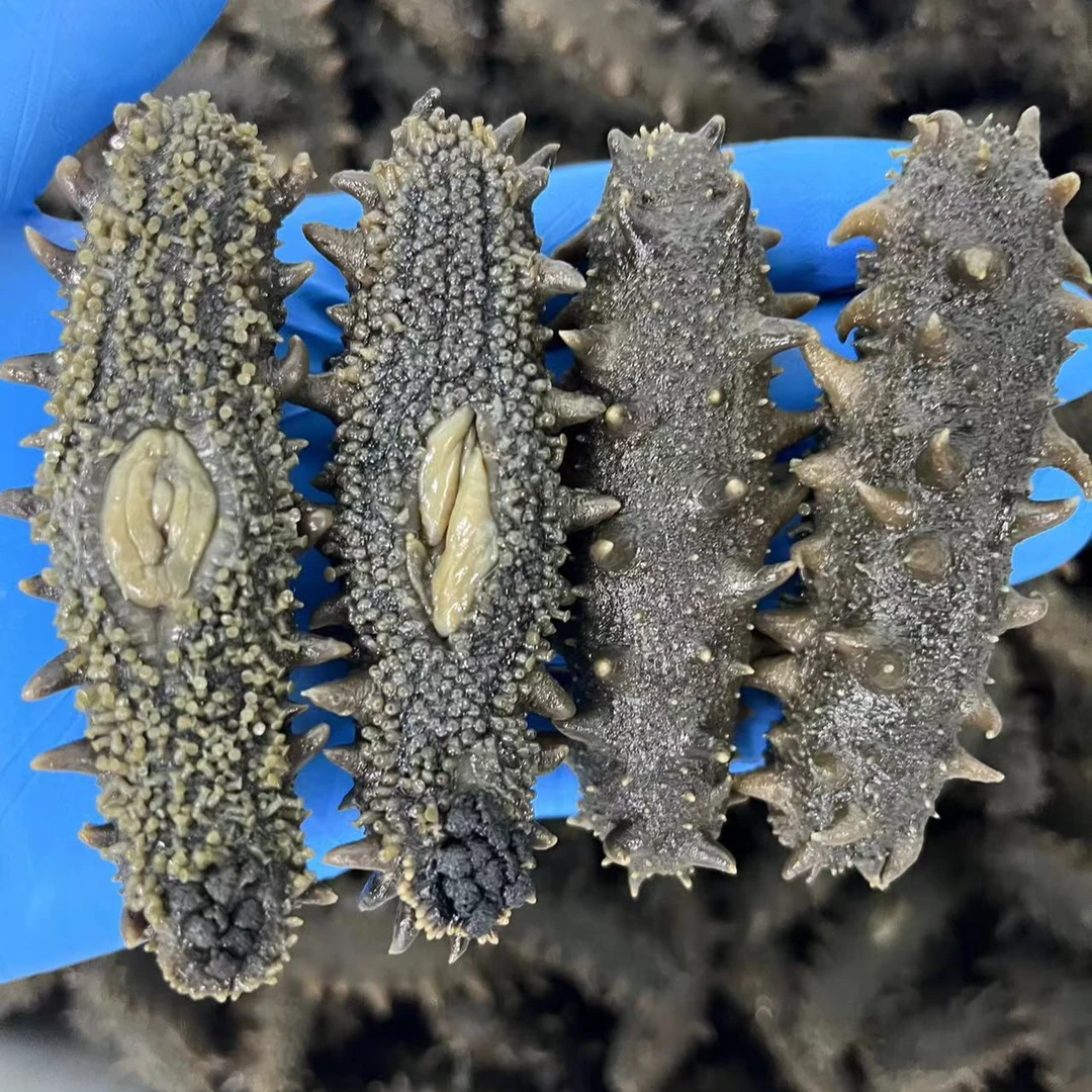 辽参拉缸盐海参（湿）35头纯正原料无添加肉质紧实口感Q弹营养丰富