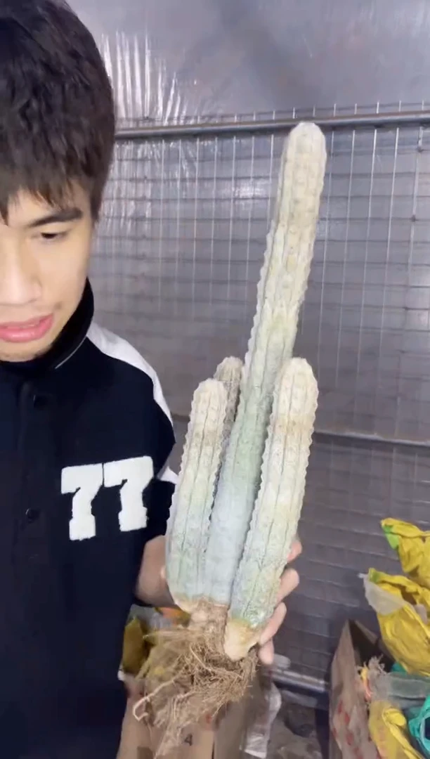 【闪购商品】5头起发 亚迪麒麟