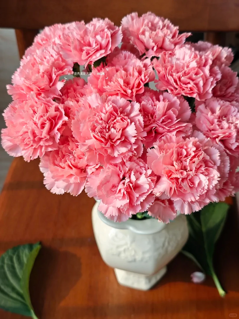 【粉钻康乃馨】粉色单头康乃馨花期长 任意满两单鲜花包邮（坤）