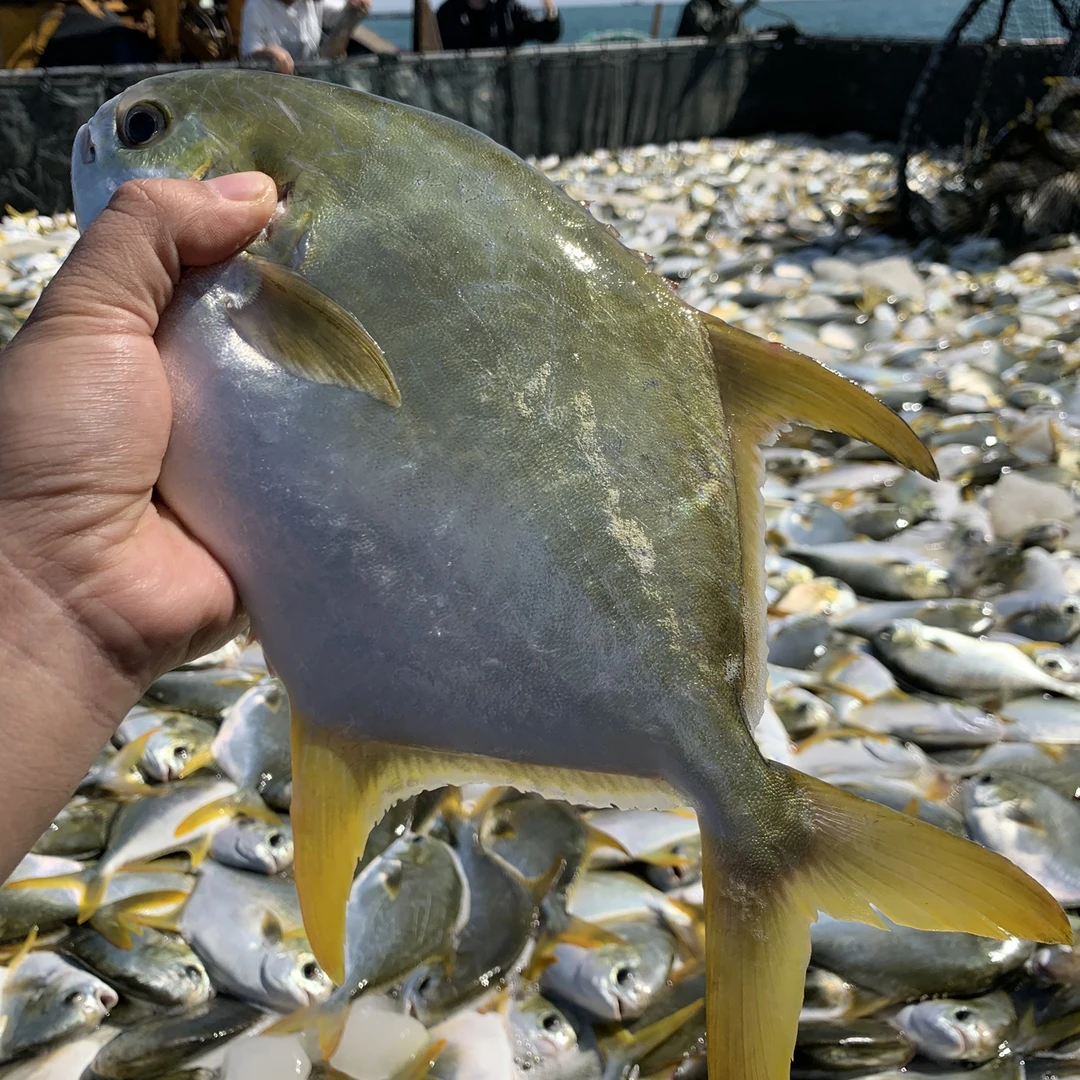 5条深海金鲳鱼鲜活速冻非活发不帮杀